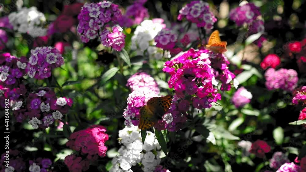 The butterfly collects pollen from the colorful flowers The butterfly collects pollen from the colorful flowers