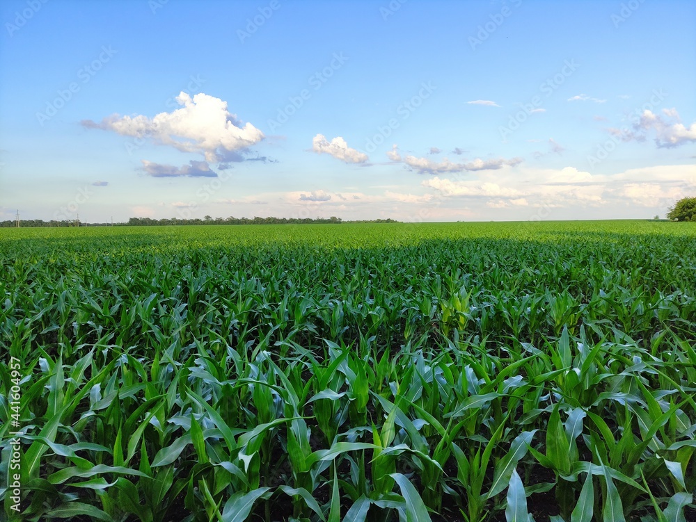 Green corn on the agricultural field and clouds in the sky Green corn on the agricultural field and clouds in the sky