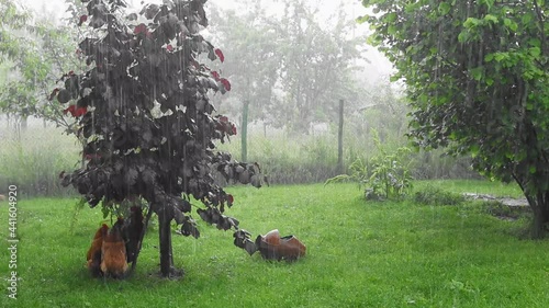 Rooster and hens hide from the rain under a tree in the yard