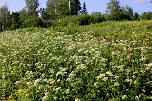 White Anthriscus sylvestris grows in the summer meadow. Cow parsley growing at the edge of a hay meadow photo