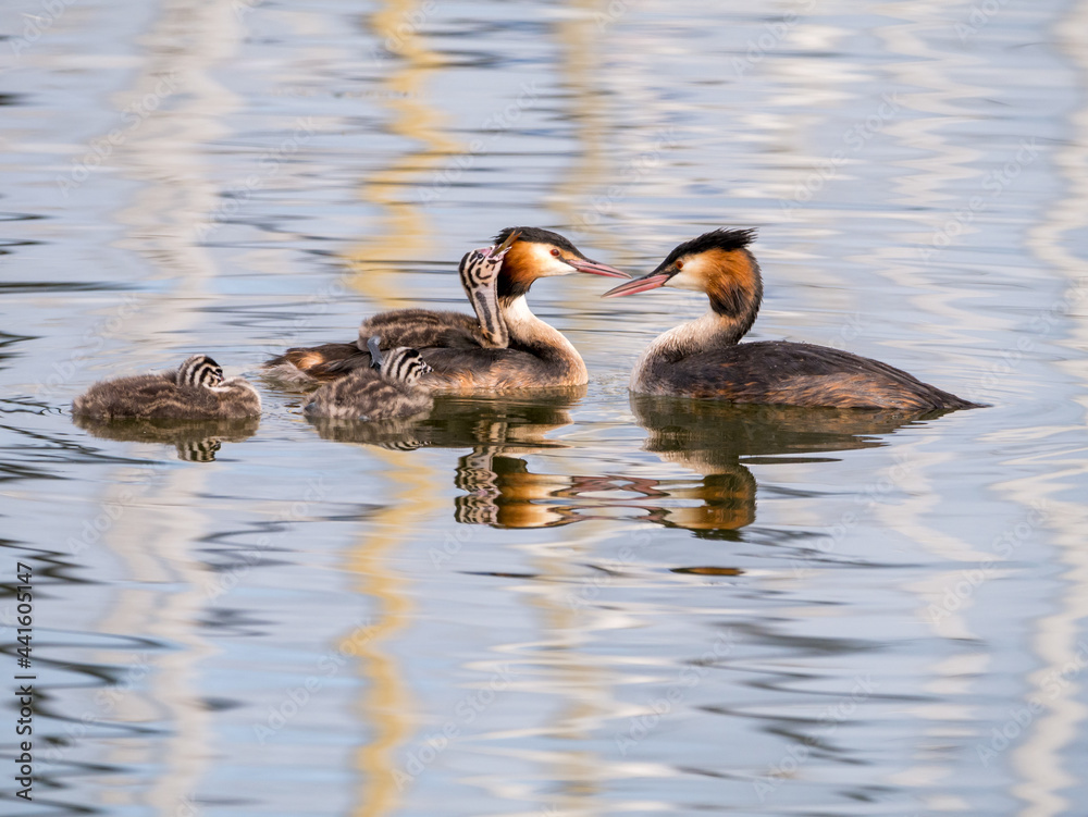 Great crested grebe, Podiceps cristatus, juvenile carried on back of adult, Netherlands Great crested grebe, Podiceps cristatus, juvenile carried on back of adult, Netherlands
