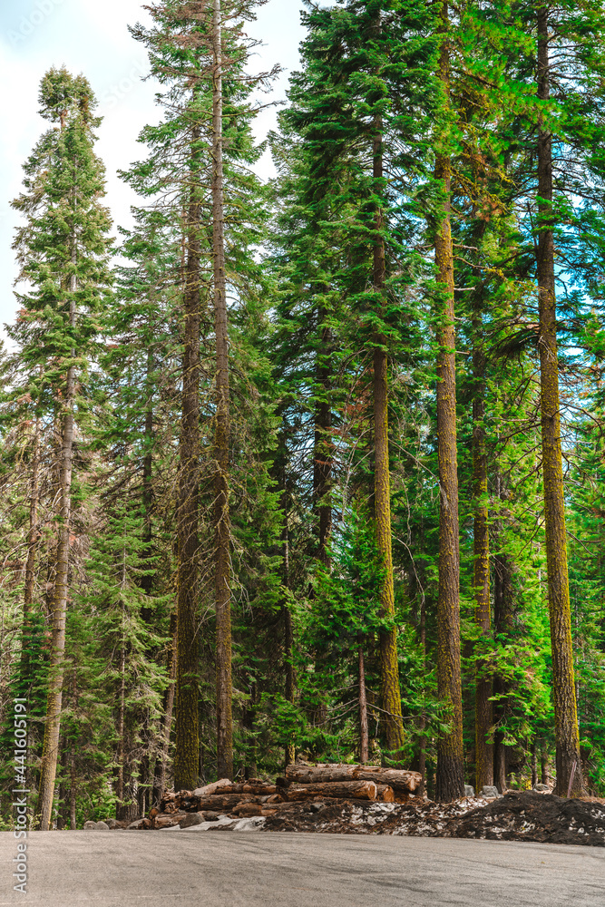 A view of the dense forest and logs in the mountains in Yosemite National Park, California. A view of the dense forest and logs in the mountains in Yosemite National Park, California.
