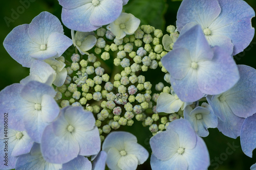 Closeup of Hydrangea serrata flower photo