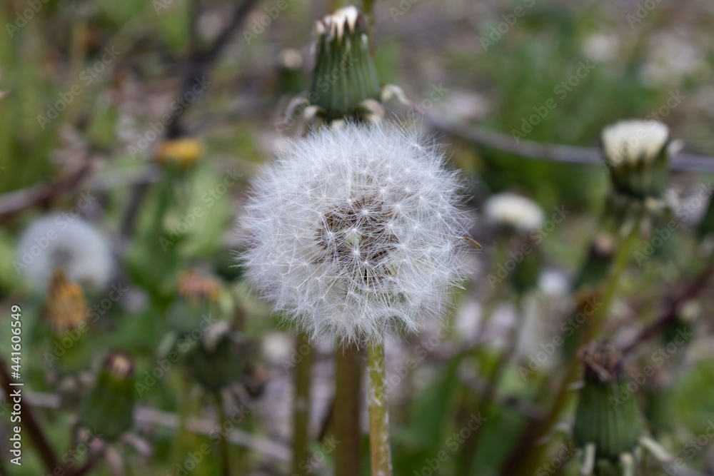 dandelion on the background of other green plants dandelion on the background of other green plants