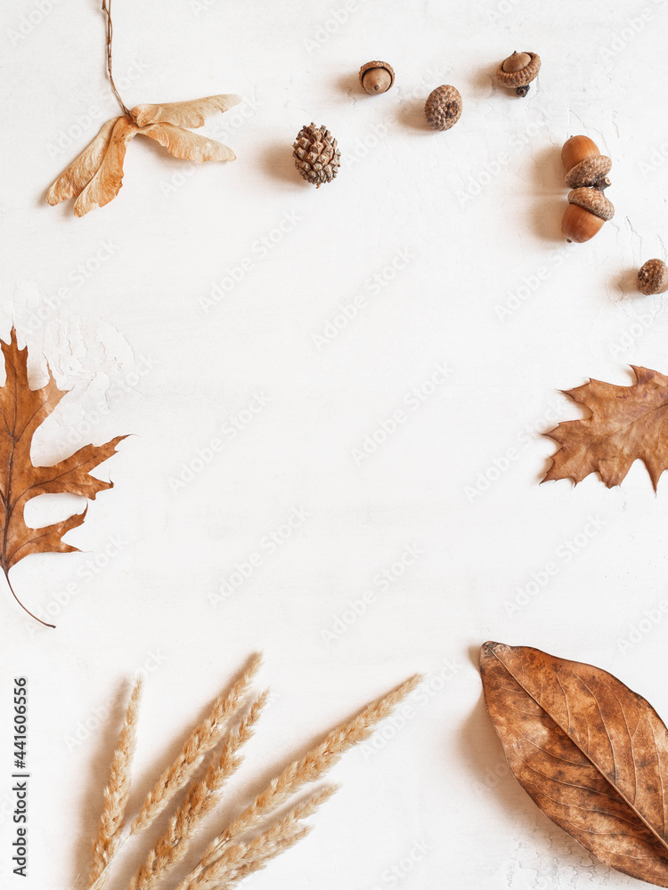 Frame from various fall leafs and acorns and other parts of the trees on white background
