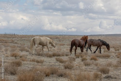 Wild Horses in the Utah Desert in spring © natureguy