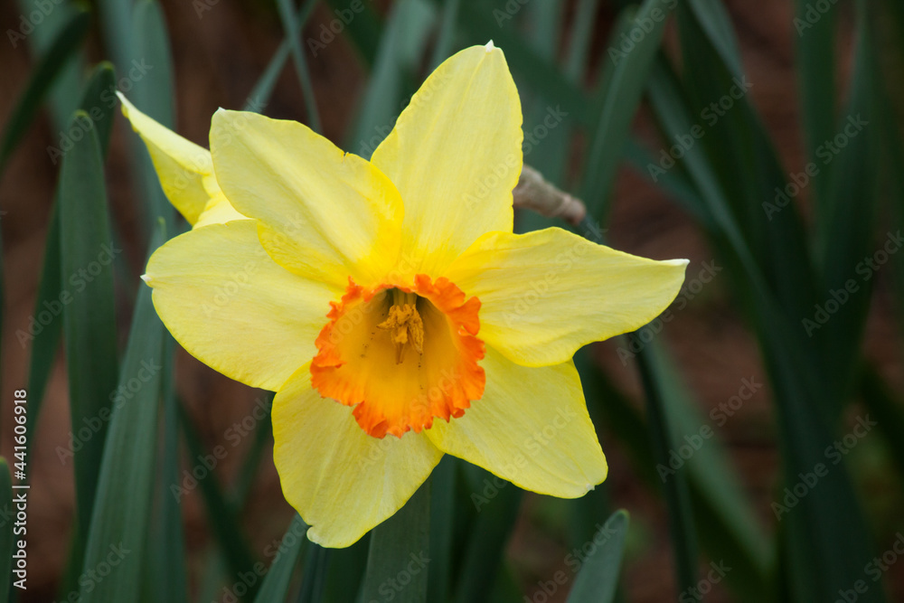 Yellow Daffodil close up