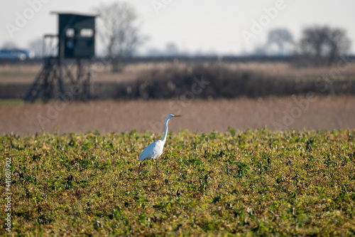 Silberreiher im Burgenland am Neusiedlersee