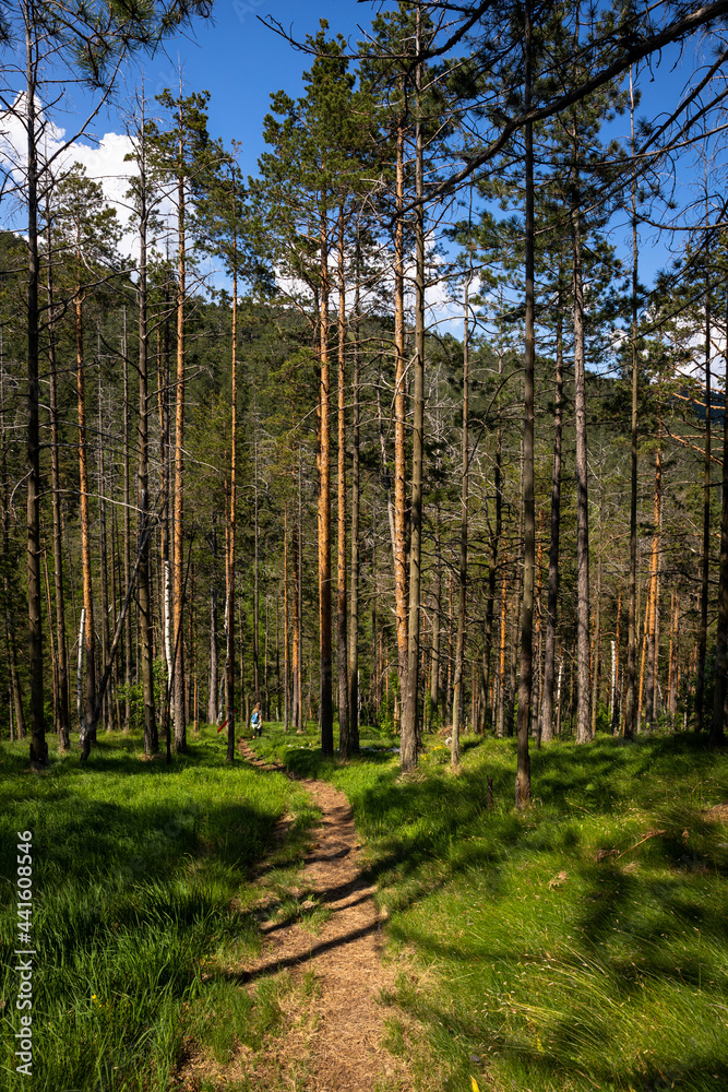 Obraz premium Hiking trail in the mountain Divcibare in Serbia