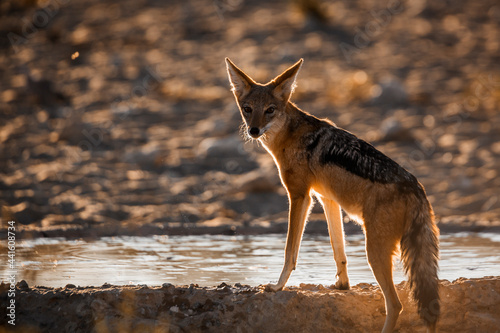 Black backed jackal drinking in waterhole in backlit in Kgalagadi transfrontier park, South Africa ; Specie Canis mesomelas family of Canidae