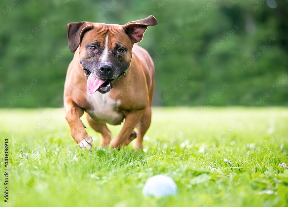 A happy Pit Bull Terrier mixed breed dog playing fetch and running toward a ball on the ground A happy Pit Bull Terrier mixed breed dog playing fetch and running toward a ball on the ground
