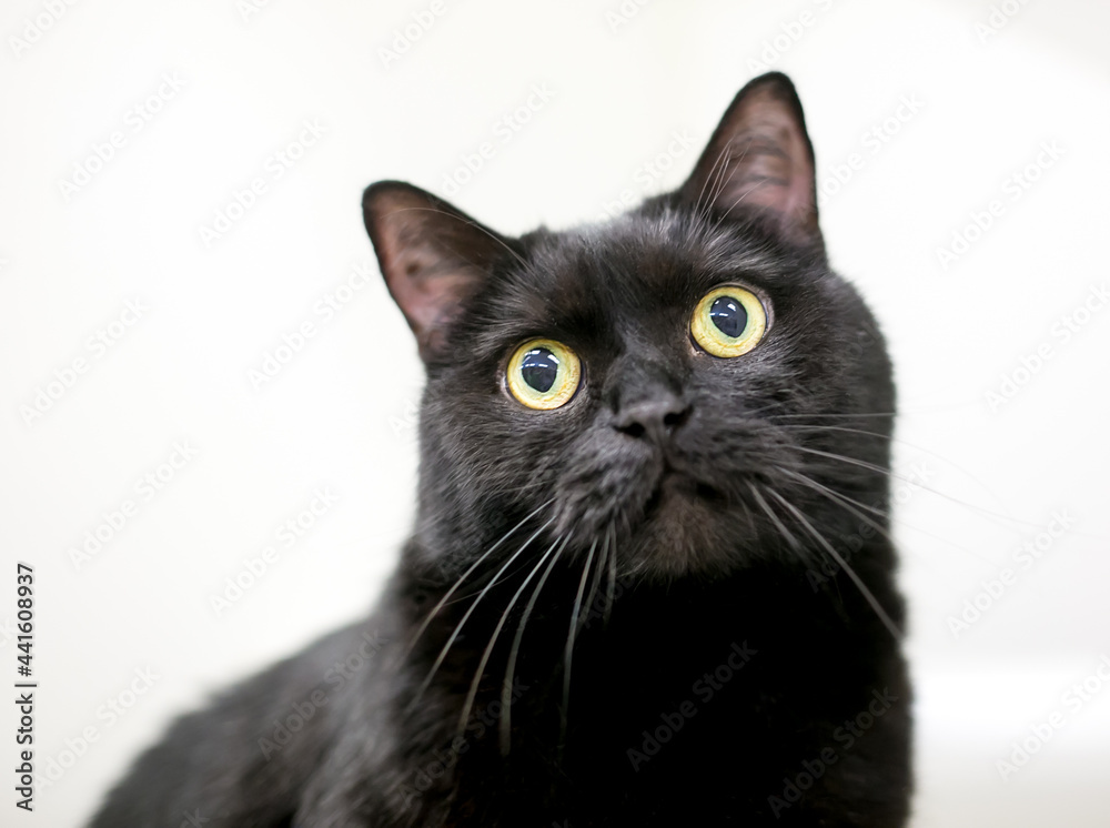 A wide eyed black shorthair cat with yellow eyes and dilated pupils