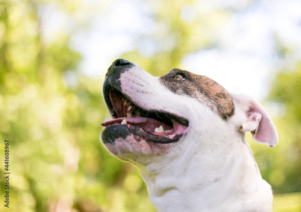 An American Bulldog mixed breed dog looking up and to the side with a happy expression An American Bulldog mixed breed dog looking up and to the side with a happy expression
