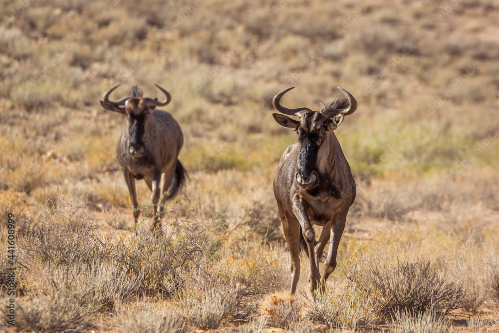 Two Blue wildebeest running front view in Kgalagadi transfrontier park, South Africa ; Specie Connochaetes taurinus family of Bovidae Two Blue wildebeest running front view in Kgalagadi transfrontier park, South Africa ; Specie Connochaetes taurinus family of Bovidae
