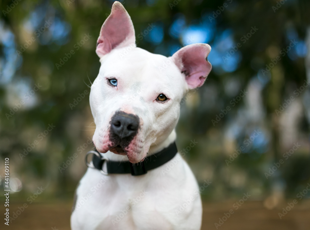 A white Pit Bull Terrier mixed breed dog with heterochromia in its eyes, one blue eye and one brown eye, listening with a head tilt