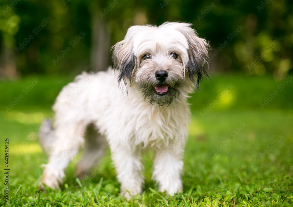 A scruffy mixed breed dog with a happy expression standing outdoors