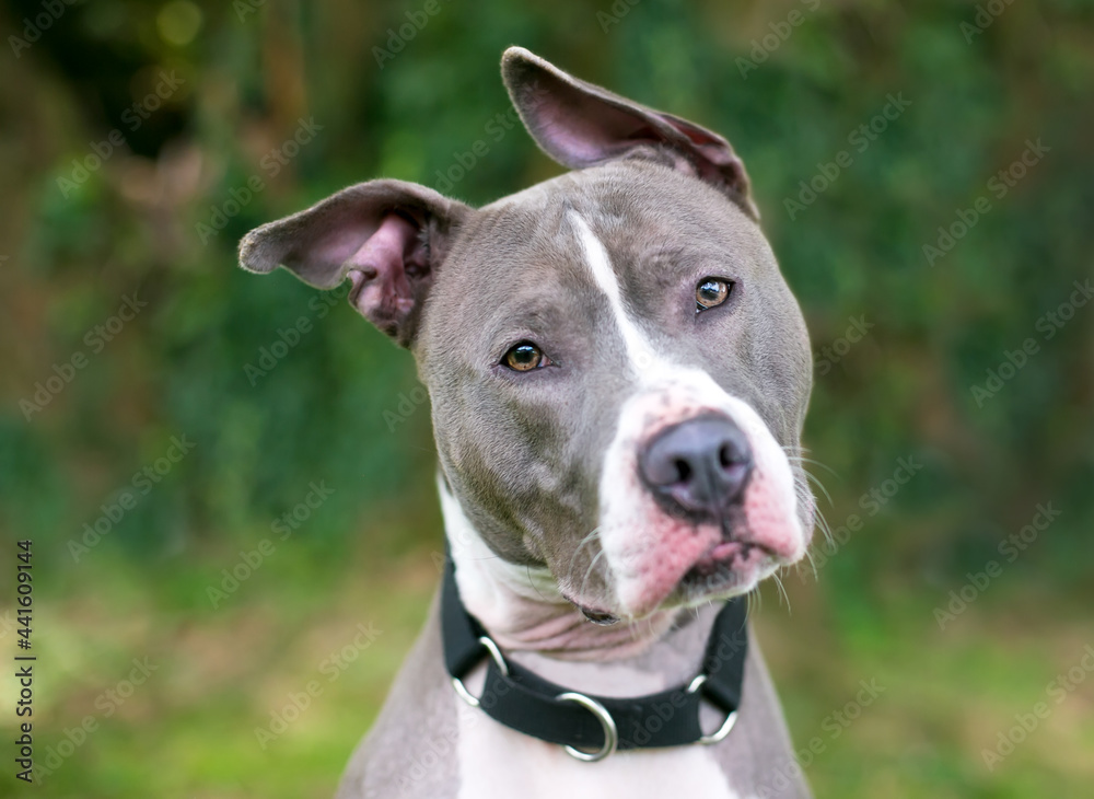 A gray and white Pit Bull Terrier mixed breed dog with floppy ears, listening with a head tilt