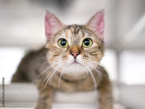 A cute tabby shorthair kitten looking at the camera with dilated pupils