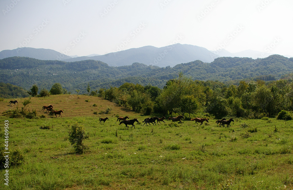 A herd of horses in the mountains