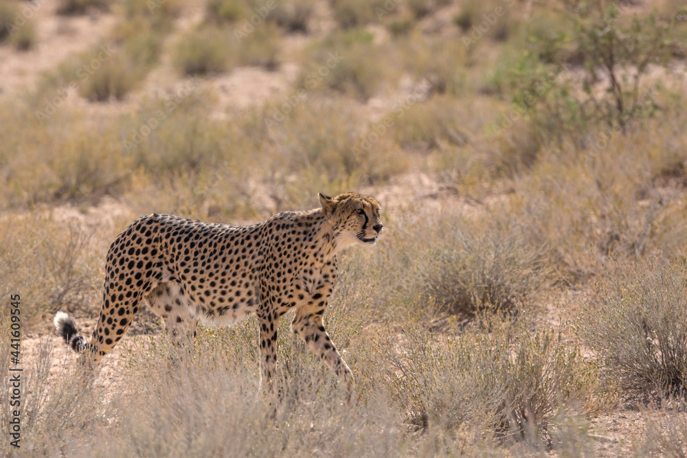Cheetah walking in dry land in Kgalagadi transfrontier park, South Africa ; Specie Acinonyx jubatus family of Felidae Cheetah walking in dry land in Kgalagadi transfrontier park, South Africa ; Specie Acinonyx jubatus family of Felidae