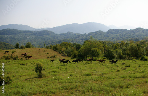 A herd of horses in the mountains © Aleksandr