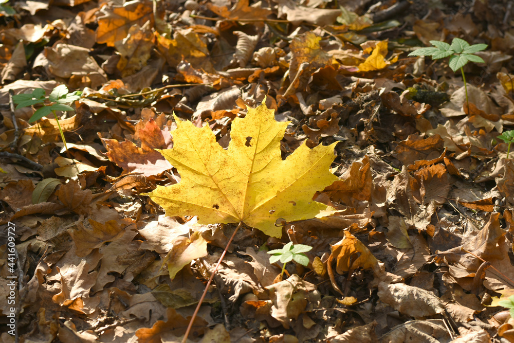 The picture shows a yellow maple leaf lying on top of other dry leaves. The picture shows a yellow maple leaf lying on top of other dry leaves.