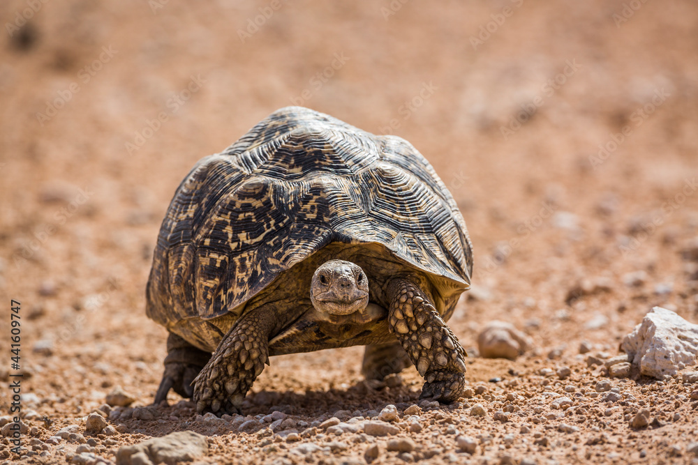 Leopard tortoise walking front view in desert in Kgalagadi transfrontier park, South Africa ; Specie Stigmochelys pardalis family of Testudinidae Leopard tortoise walking front view in desert in Kgalagadi transfrontier park, South Africa ; Specie Stigmochelys pardalis family of Testudinidae