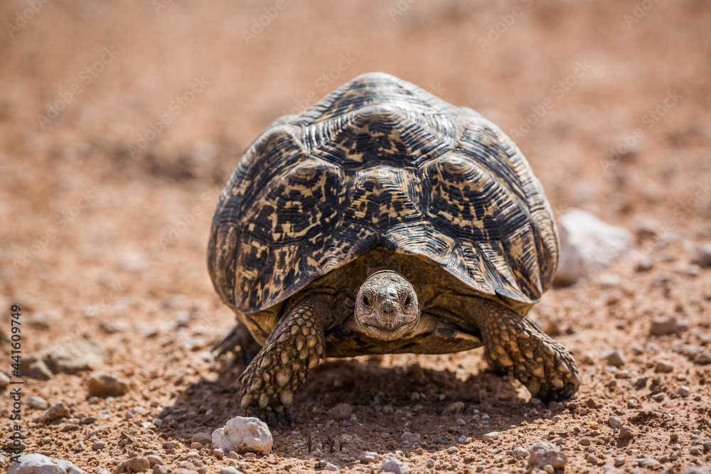 Leopard tortoise walking front view in desert in Kgalagadi transfrontier park, South Africa ; Specie Stigmochelys pardalis family of Testudinidae Leopard tortoise walking front view in desert in Kgalagadi transfrontier park, South Africa ; Specie Stigmochelys pardalis family of Testudinidae