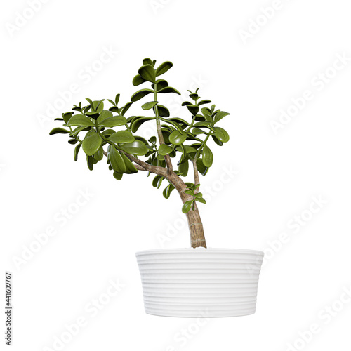 plant in a white pot