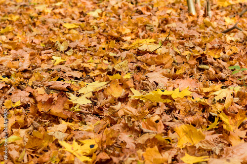 Fallen yellow leaves lie on the ground like a carpet.