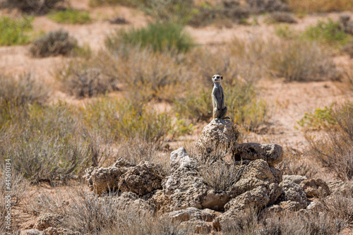 Fotografija Meerkat standing in alert in scrubland habitat in Kgalagadi transfrontier park,