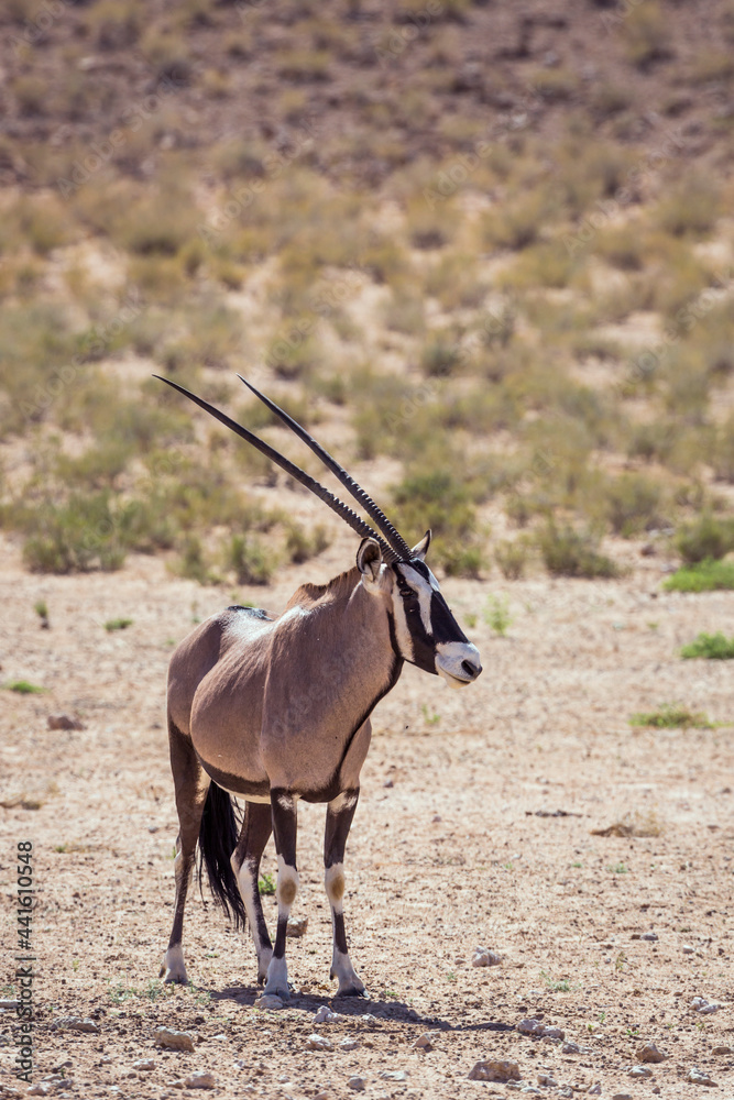 South African Oryx standing in dry land in front view in Kgalagadi transfrontier park, South Africa; specie Oryx gazella family of Bovidae South African Oryx standing in dry land in front view in Kgalagadi transfrontier park, South Africa; specie Oryx gazella family of Bovidae