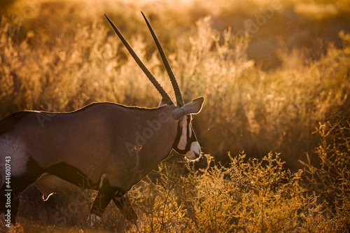 South African Oryx portrait in backlit at sunrise in Kgalagadi transfrontier park, South Africa; specie Oryx gazella family of Bovidae