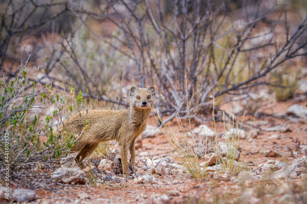 Fototapeta premium Yellow mongoose looking at camera in scrubland in Kgalagadi transfrontier park, South Africa; specie Cynictis penicillata family of Herpestidae