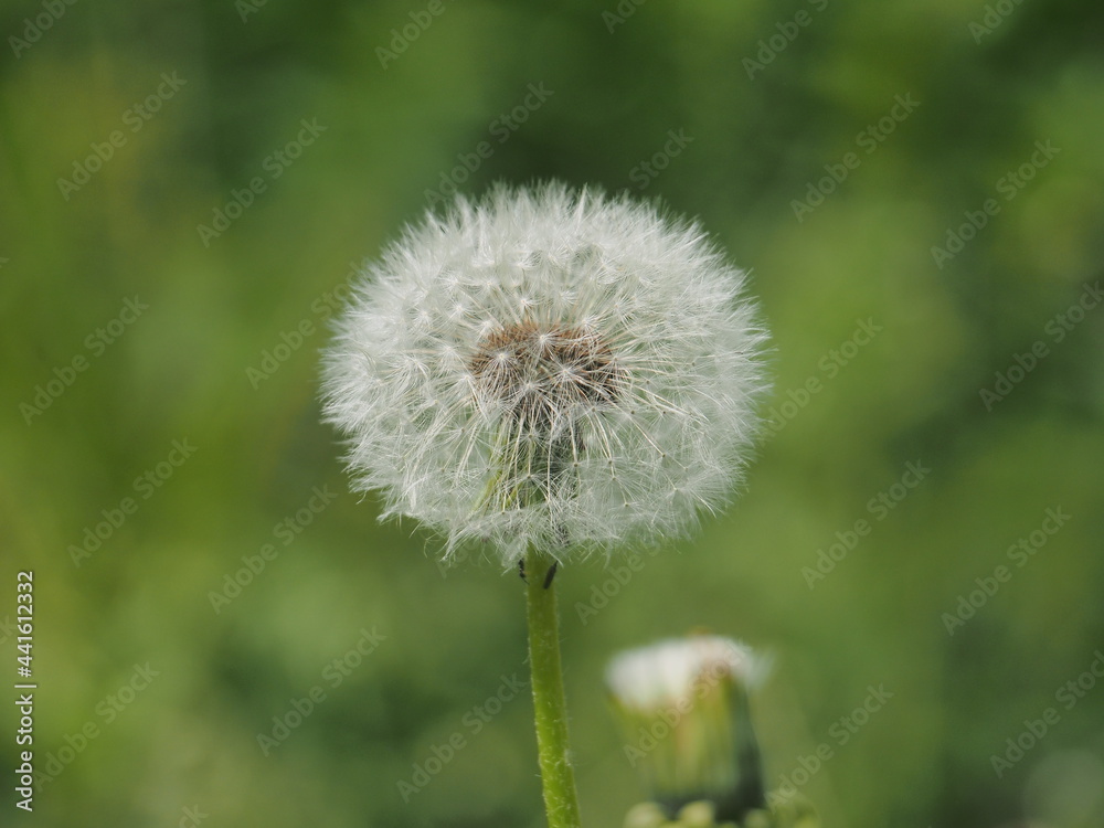 Dandelion flower seeds. A wild plant. Dandelion flower seeds. A wild plant.
