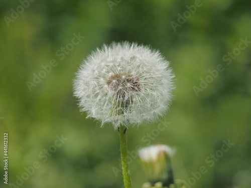 Dandelion flower seeds. A wild plant.