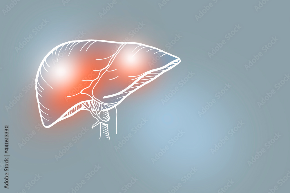 Handrawn illustration of human Liver on light gray background. Medical ...