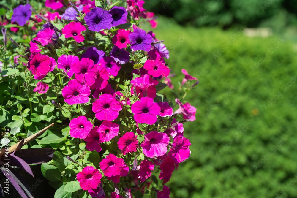 Obraz premium Beautiful Petunia on a sunny day in Ontario Canada 
