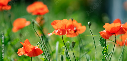 Blooming poppies on the lawn.