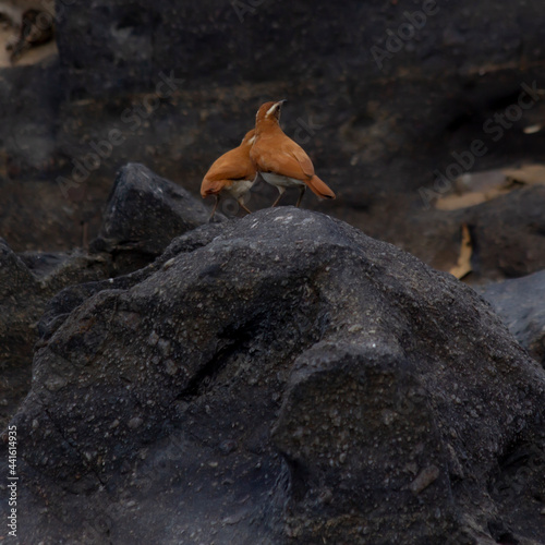 Aves nos Canions photo