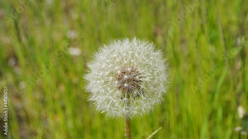 glade summer forest sunny young fresh grass white fluffy dandelion flower close up © Алёна Климова