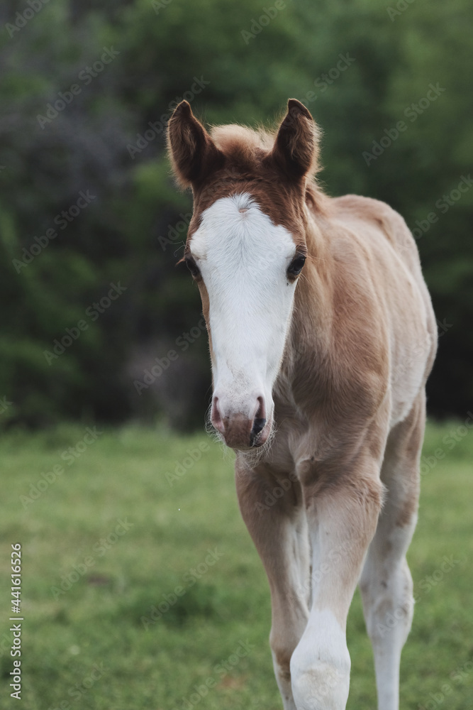 Portrait of bald face foal colt horse in farm meadow. Portrait of bald face foal colt horse in farm meadow.