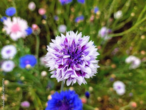 meadow cornflowers of different colors