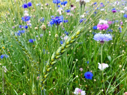 meadow cornflowers of different colors