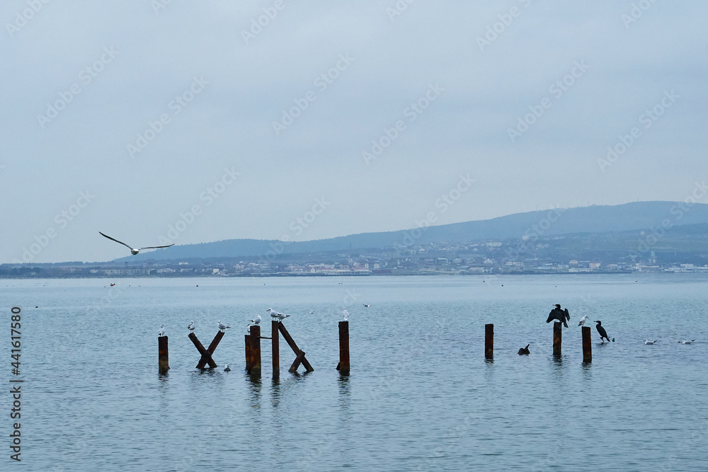 The image of a cormorant and seagulls sitting on stilts. The image of a cormorant and seagulls sitting on stilts.