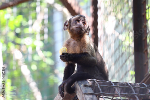 Azaras's Capuchin or Hooded Capuchin, Sapajus Cay, Simia Apella or Cebus Apella, eating a fruit in the nature habitat, Nobres, Mato Grosso, Pantanal, Brazil, South America photo