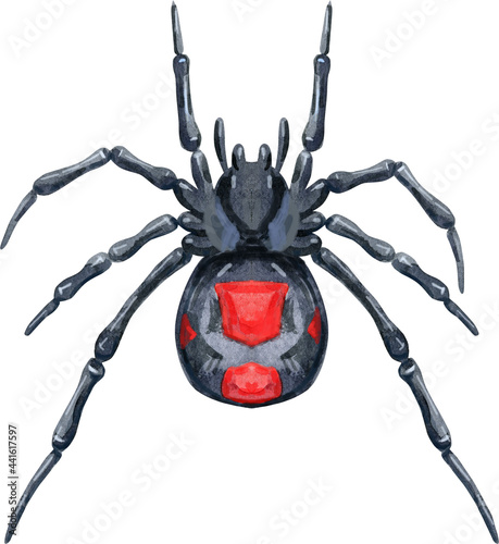 Watercolor spider illustration on white background