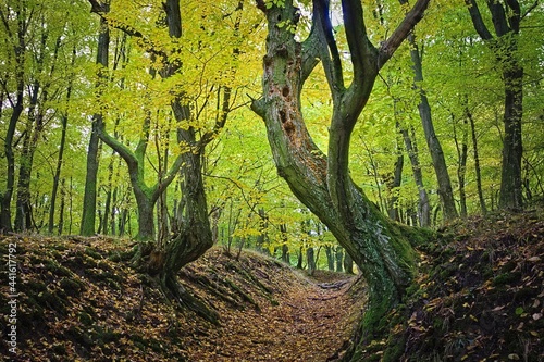 old beech trees alongside alley in woods on early autumn