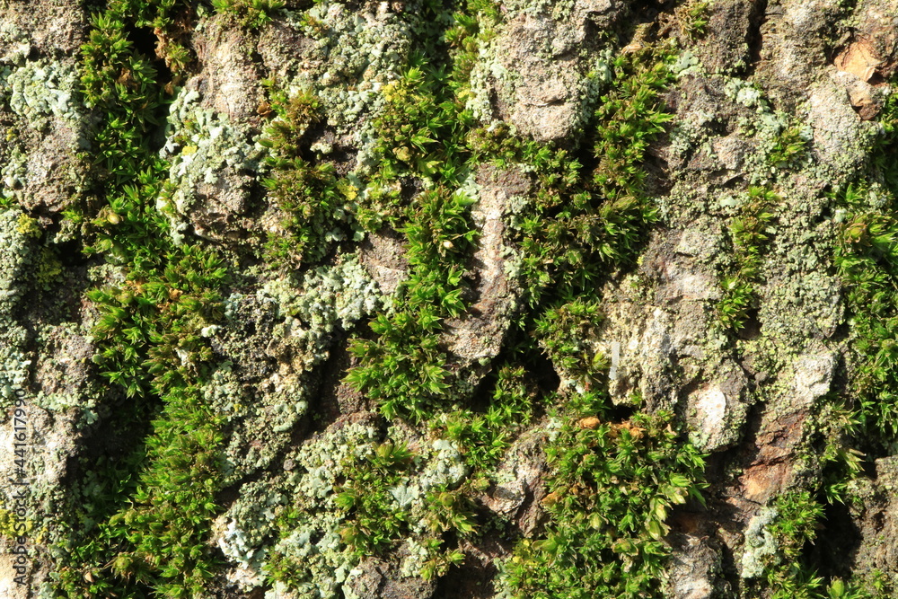 Tree bark. Wood moss. Abstract background. Macro. Tree bark. Wood moss. Abstract background. Macro.