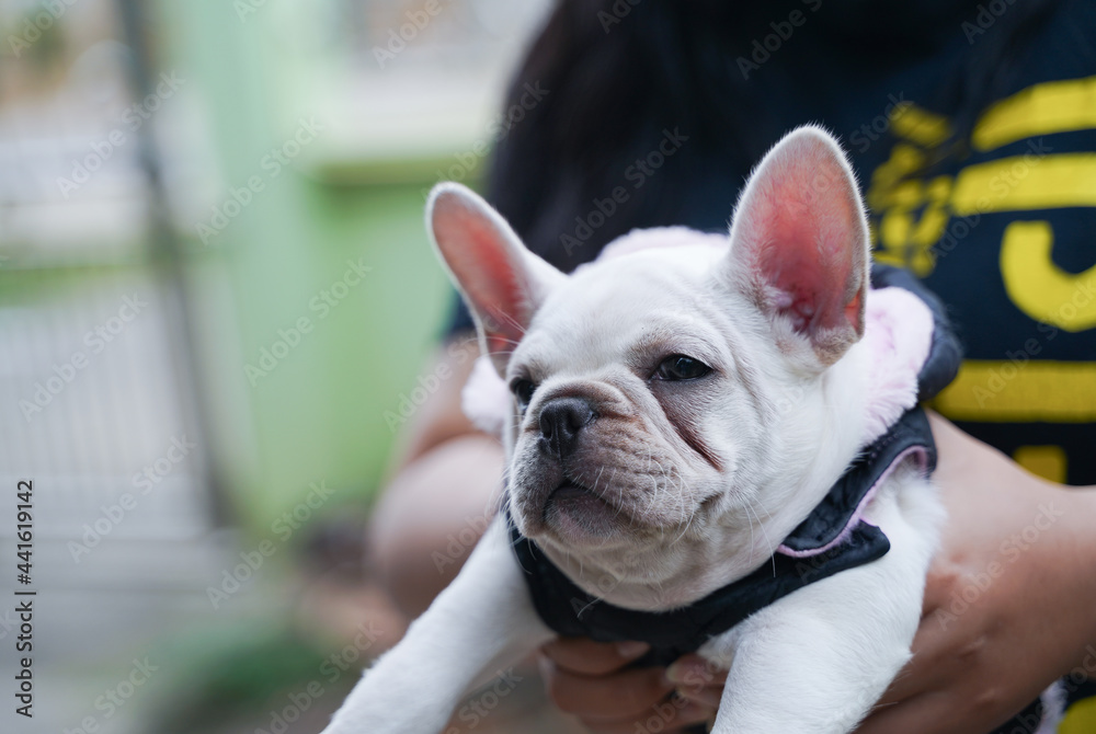 Lady carrying Cute little French bulldog, close-up